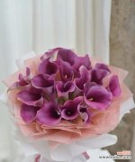 粉色马蹄莲花的含义是什么？如何正确解读其花语？