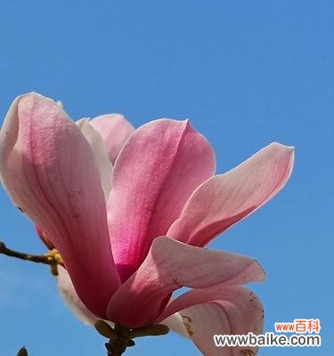 粉色玉兰花代表什么？粉色玉兰花的花语有哪些含义？