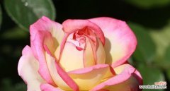 粉色月季的花语是什么？粉色月季代表什么含义？