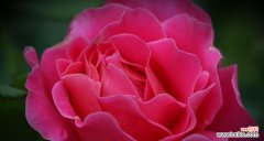 粉色月季花代表什么？粉色月季花的花语有哪些含义？