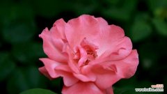 粉色月季花语是什么？如何用粉色月季表达爱意？