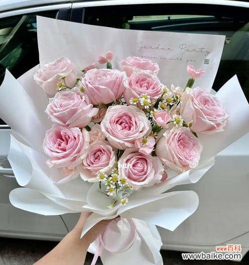 粉雪山玫瑰花语是什么？如何表达爱意？