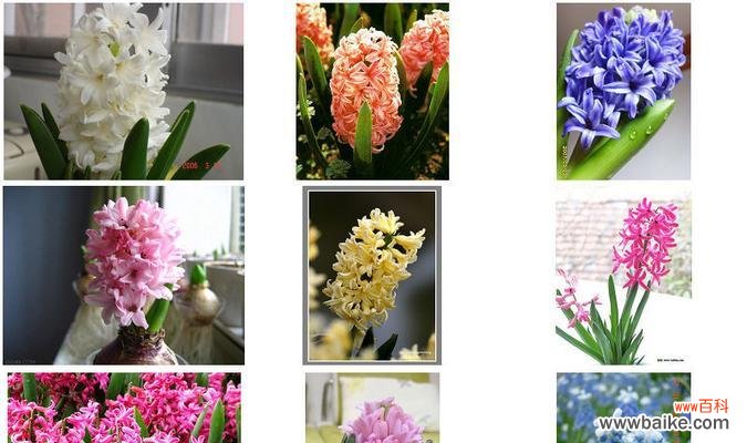 风信子的花语有哪些含义？