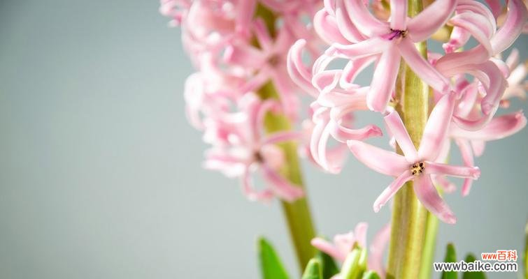 风信子的花语小说是什么意思？如何解读风信子的花语？