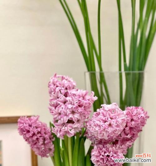 风信子的花语小说是什么意思？如何解读风信子的花语？