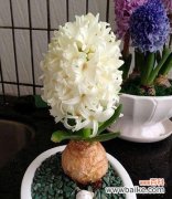 风信子的内在象征义是什么？如何解读风信子的花语？