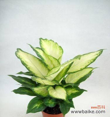 粉黛万年青花语是什么？如何养护才能茁壮成长？