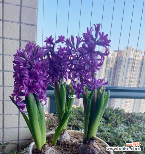 风信子代表什么？风信子的花语有哪些含义？