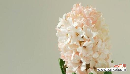 风信子代表什么？风信子的花语有哪些含义？