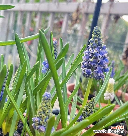 风信子代表什么？风信子的花语有哪些含义？