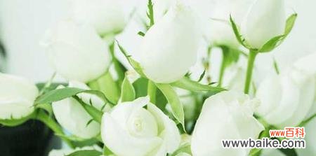 白色凋谢的意义和象征 枯萎的白玫瑰花语