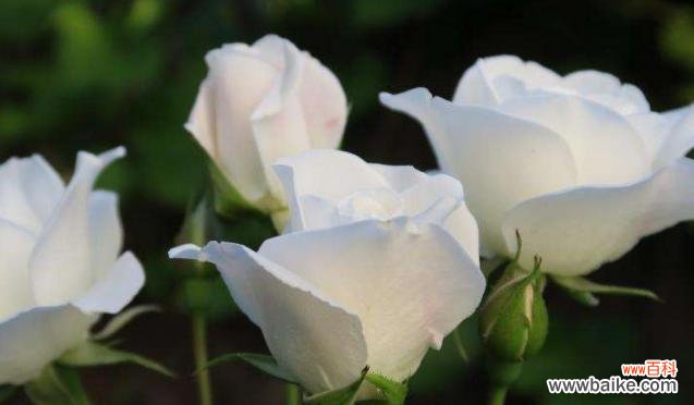 白色凋谢的意义和象征 枯萎的白玫瑰花语