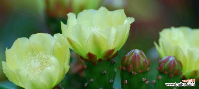 探寻仙人掌花的神秘心语，祝福与宣言 仙人掌花的花语