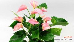 揭秘火鹤花的丰富内涵与奥秘 探寻火鹤花的花语