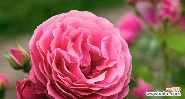 花卉代表的情感与含义、如何以花语表达爱情 用花语诠释真爱