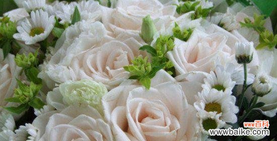 了解白玫瑰的花语，送给这些人更有心意 白玫瑰花语与适合赠送的人群剖析