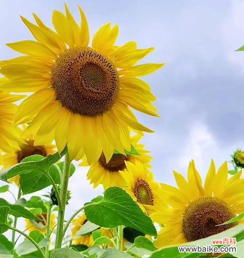 寓意和花语 向日葵-阳光与希望的象征