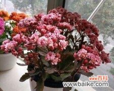 长寿花切花的种植、特点、用途及市场前景 长寿花切花，美丽而不凋零