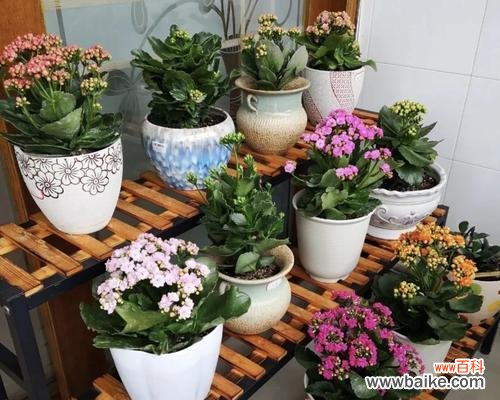 长寿花切花的种植、特点、用途及市场前景 长寿花切花，美丽而不凋零