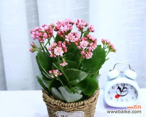 长寿花切花的种植、特点、用途及市场前景 长寿花切花，美丽而不凋零