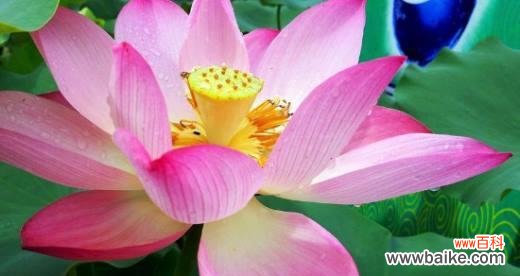 探寻荷花的内涵和象征意义 荷花花语