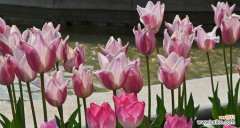 荷兰市花郁金香的历史与传承 荷兰市花郁金香的象征与寓意