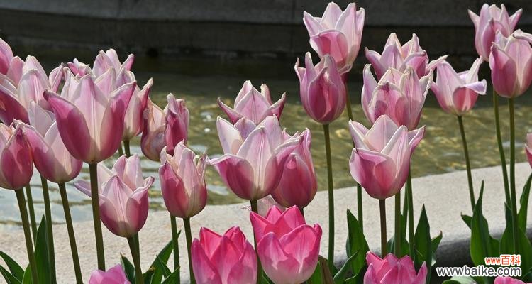 荷兰市花郁金香的历史与传承 荷兰市花郁金香的象征与寓意