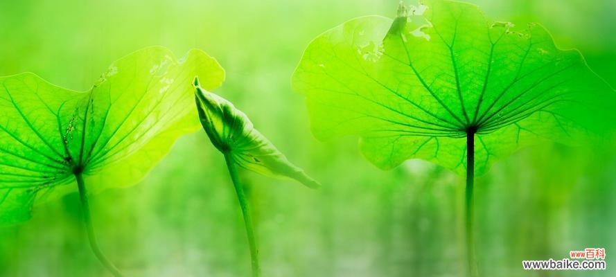 探寻荷叶在文化中的卓越地位 荷叶的象征意义与寓意