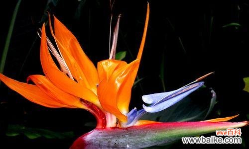 借助鹤望兰的风水之力 鹤望兰与家居风水