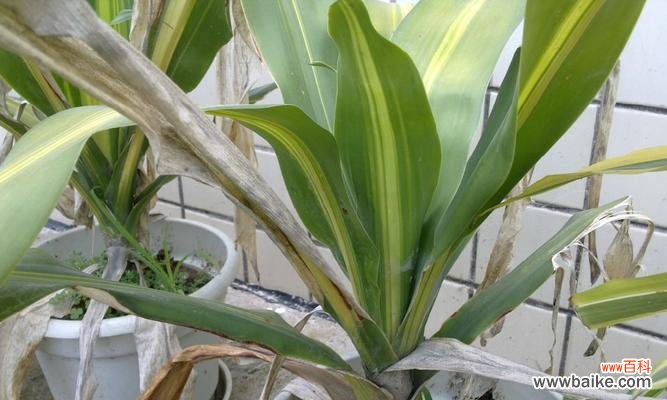 神秘华丽的黑美人 黑美人绽放如何