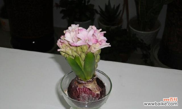 风信子开花的寓意是什么？如何正确解读风信子的花语？