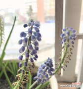 风信子开花的寓意是什么？如何正确解读风信子的花语？