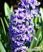 风信子颜色与花语含义？如何通过颜色表达重生？