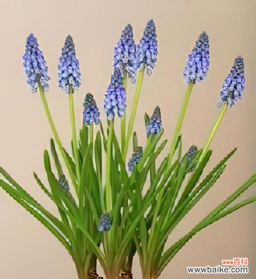 风信子颜色的代表什么意思？不同颜色风信子的花语有哪些？