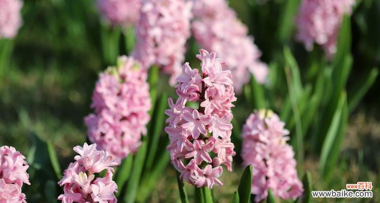 风信子颜色的代表什么意思？不同颜色风信子的花语有哪些？