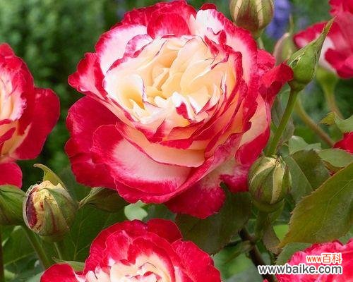 复色玫瑰花语代表什么？购买时需要注意哪些事项？