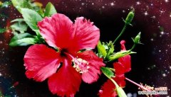 扶桑花叶子小是什么原因？如何解决扶桑花叶子小的问题？