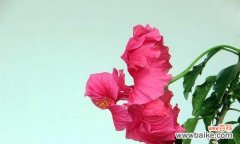 扶桑牡丹的花语是什么？扶桑牡丹的寓意有哪些常见问题？