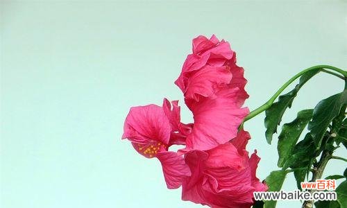 扶桑牡丹的花语是什么？扶桑牡丹的寓意有哪些常见问题？