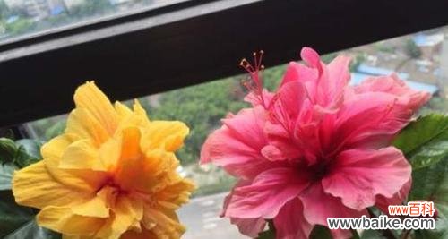 扶桑牡丹的花语是什么？扶桑牡丹的寓意有哪些常见问题？