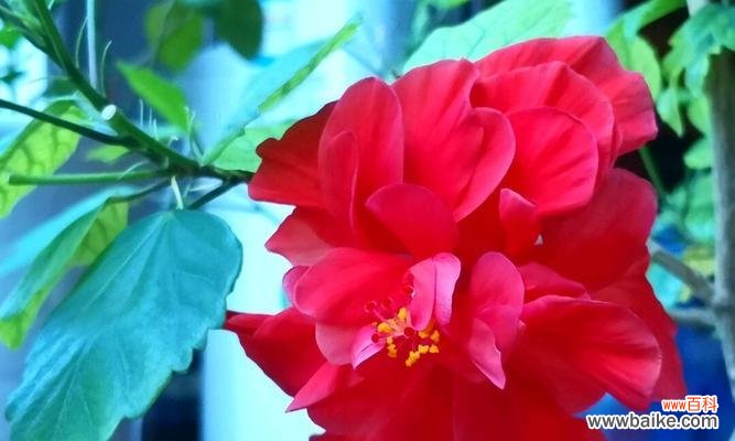 扶桑牡丹的花语是什么？扶桑牡丹的寓意有哪些常见问题？