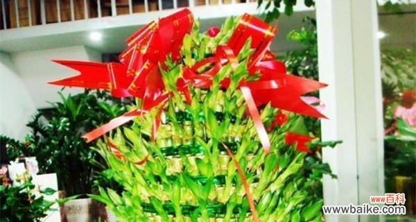 富贵竹的花语有哪些含义？