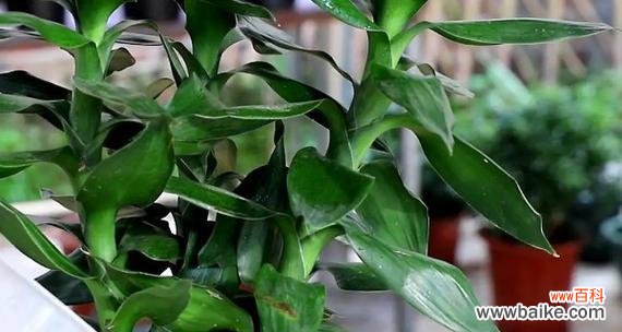 富贵竹的花语有哪些含义？