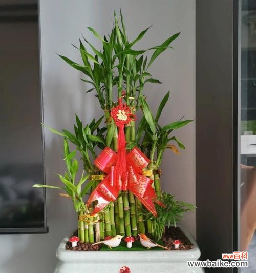 富贵竹的花语有哪些含义？