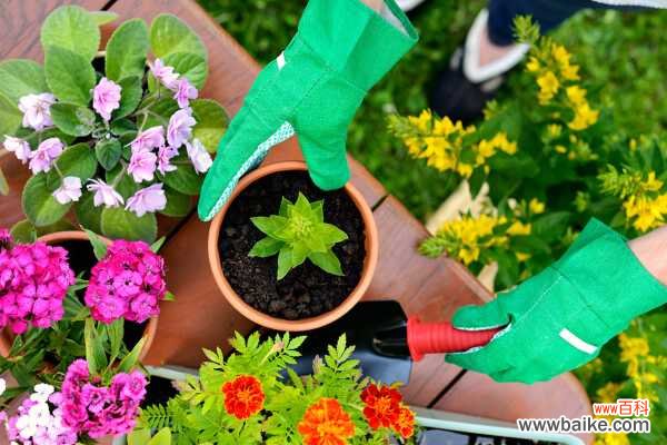 石家庄市花是什么花?石家庄的市花是月季花