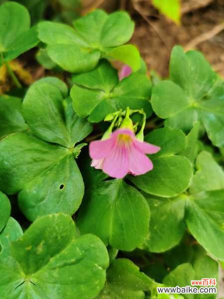 酢浆草的花语和寓意，有什么传说故事