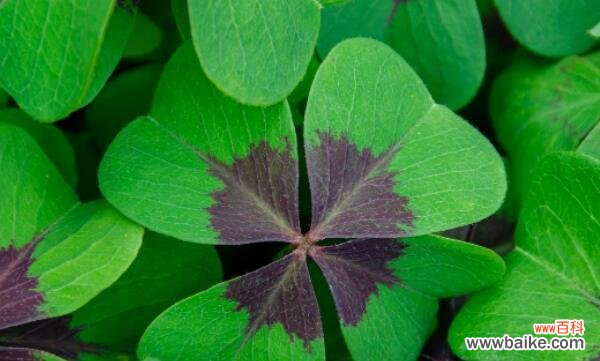 探寻四叶草的花语与寓意 四叶草的神秘力量