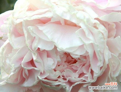 品味芍药花的花语与象征 芍药花