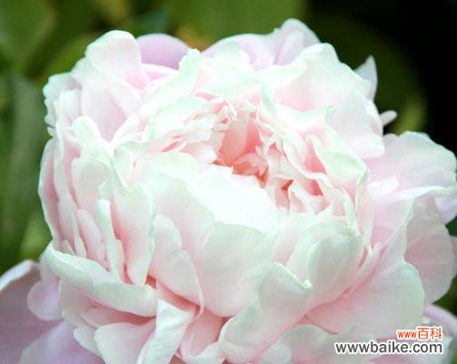 品味芍药花的花语与象征 芍药花