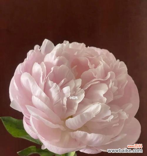 品味芍药花的花语与象征 芍药花